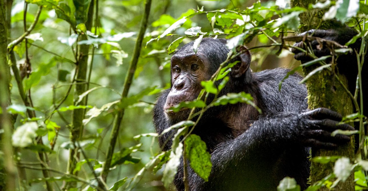 How to Plan the Perfect Safari Adventure